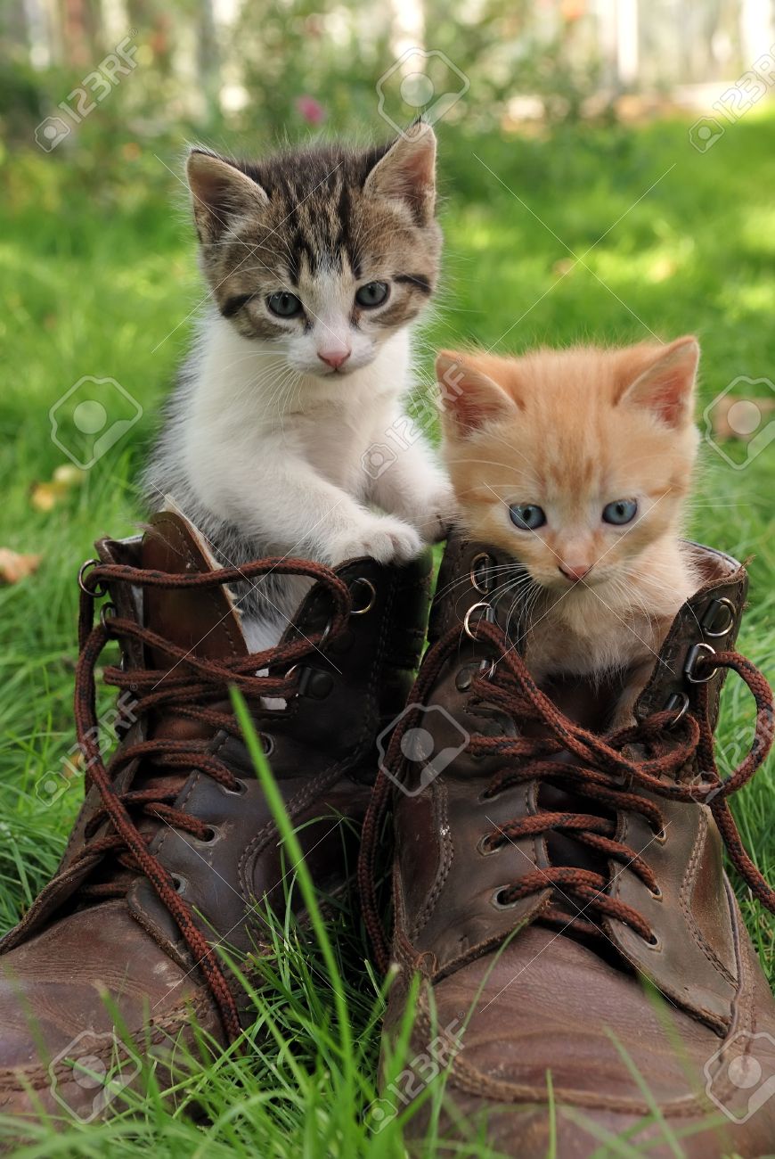 grass cats boots