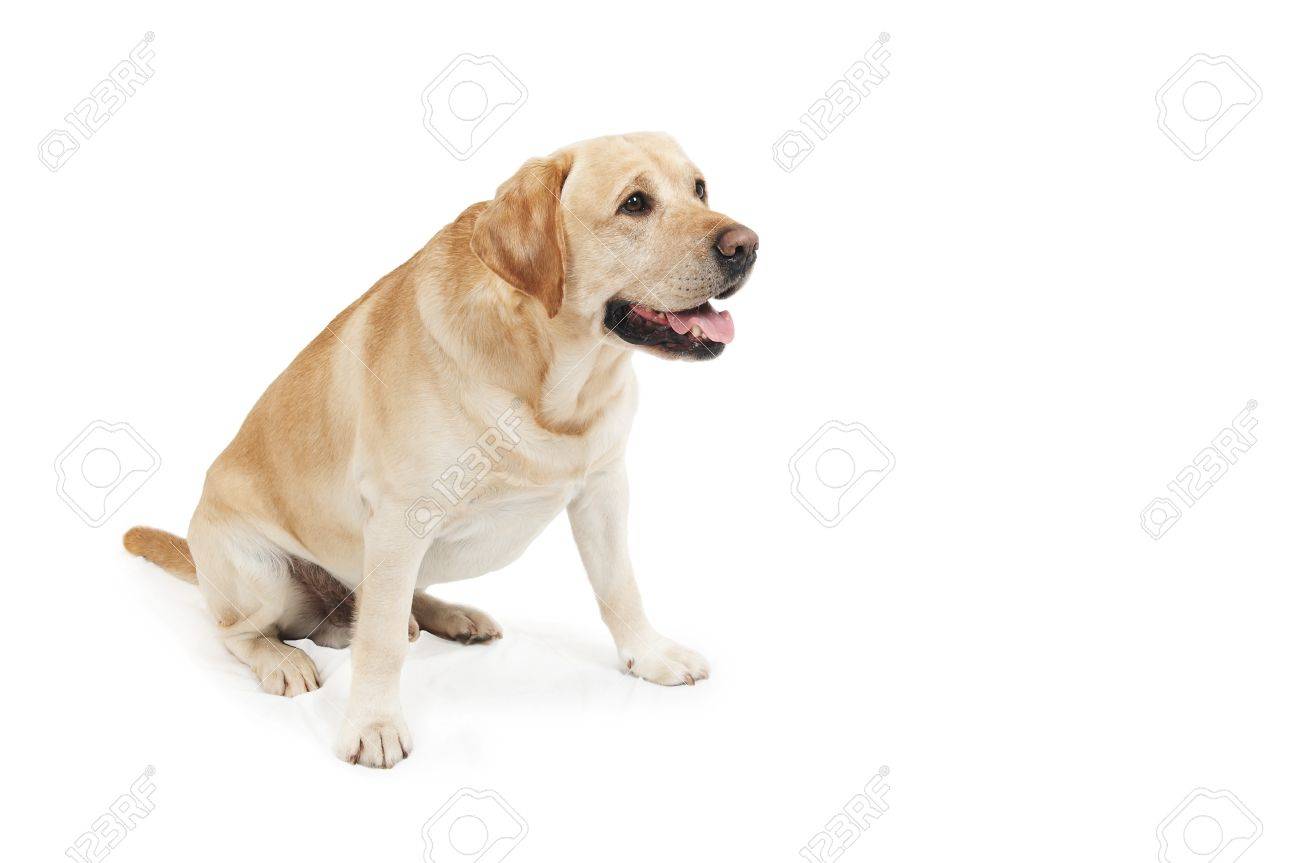 分離されたスタジオ イエロー アイボリー クリーム色のレトリーバー ラブラドール犬 の写真素材 画像素材 Image