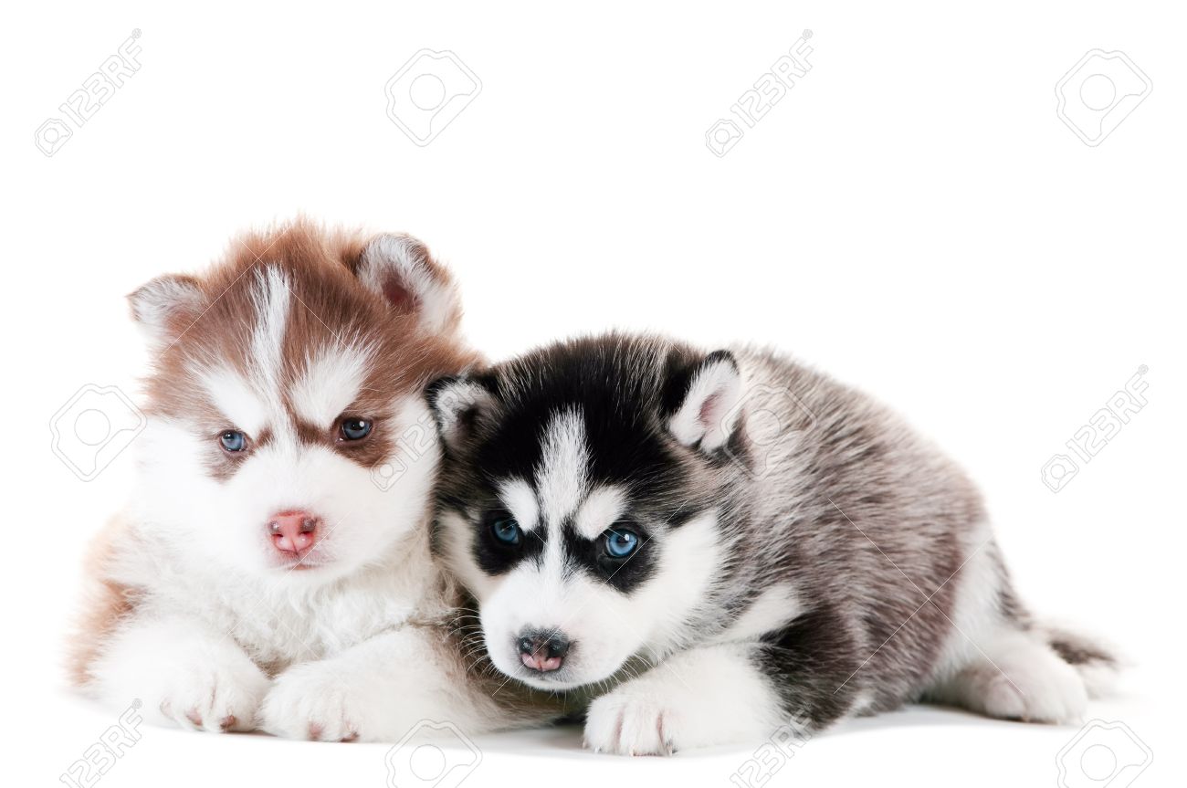 Deux Chiots Cute Little De Chiens Husky Siberien Avec Des Yeux Bleus Isole Banque D Images Et Photos Libres De Droits Image