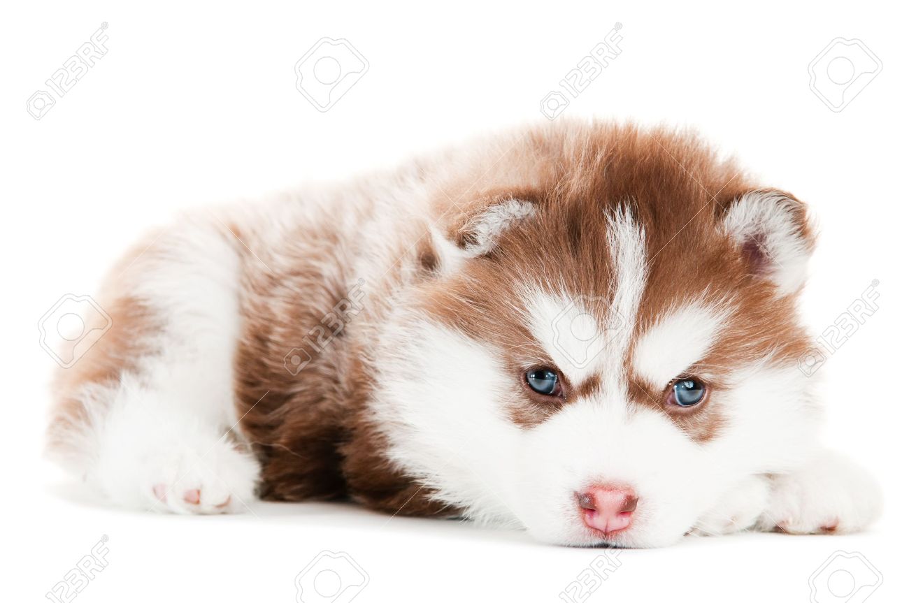 分離された青い目を持つシベリアン ハスキー犬の小さなかわいい茶色の子犬の肖像画 の写真素材 画像素材 Image