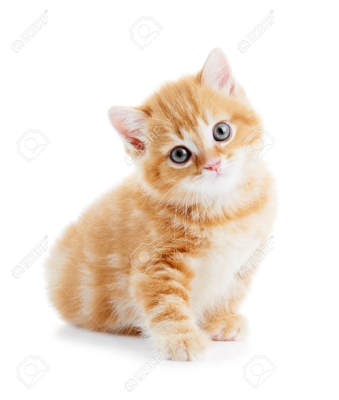 British Shorthair Kitten Cat Isolated Stock Photo Picture And Royalty Free Image Image