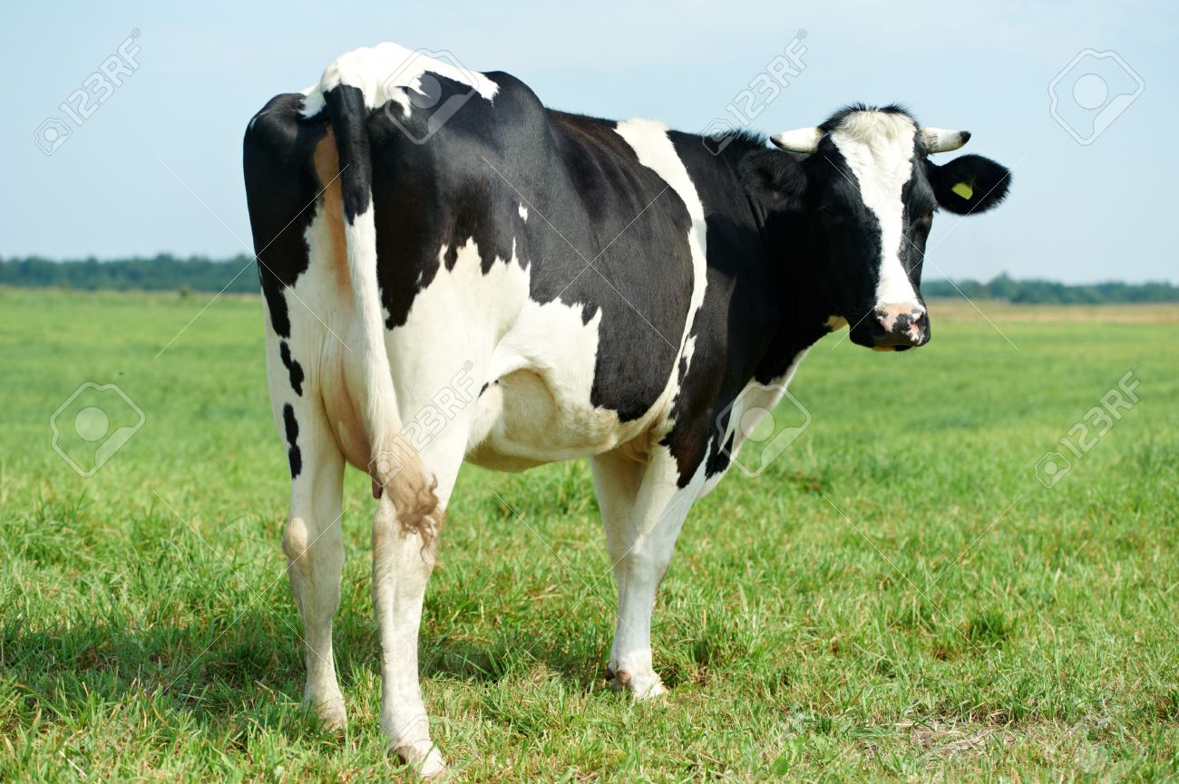 white black milch cow on green grass pasture stock photo picture