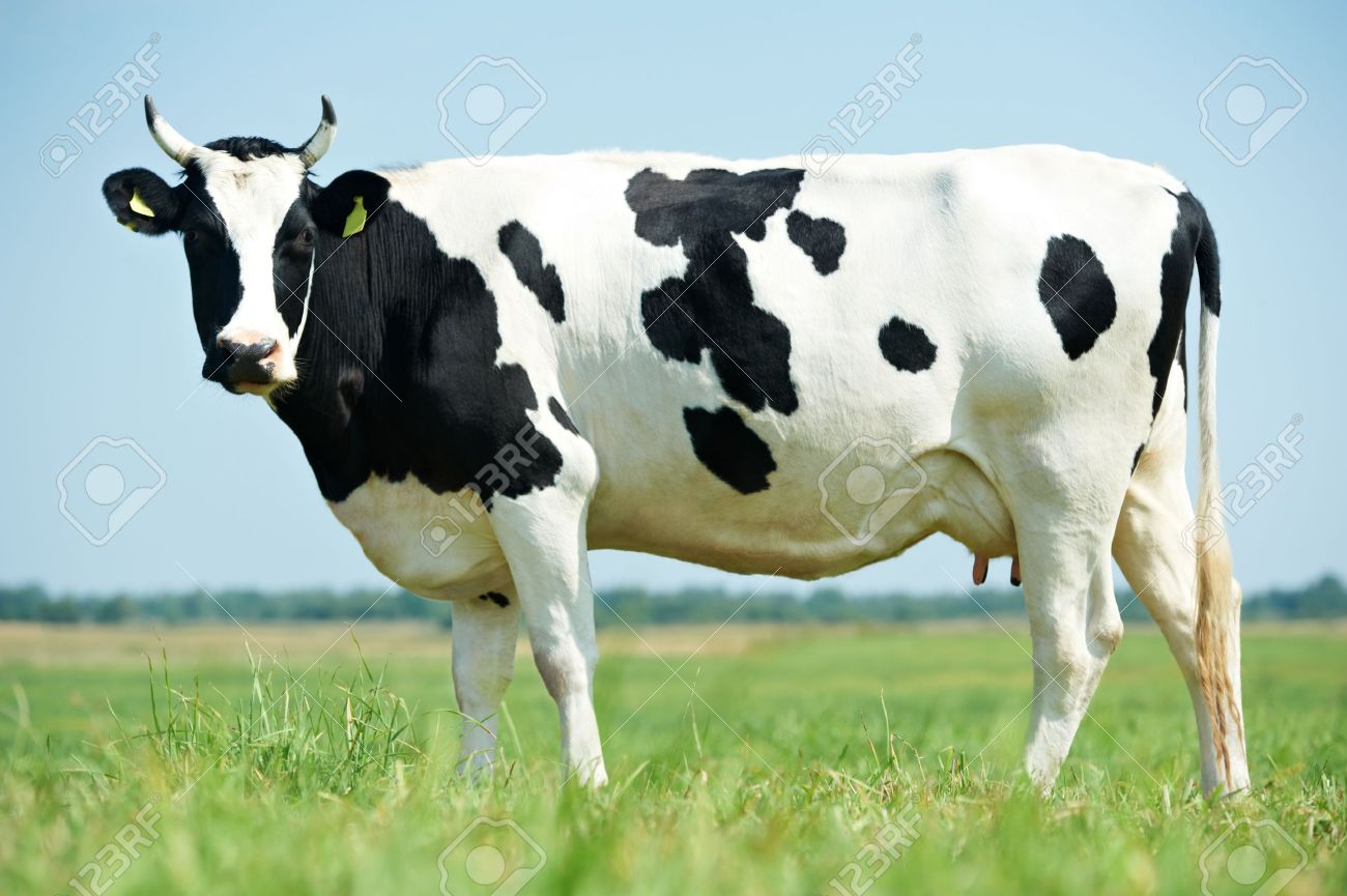 white black milch cow on green grass pasture stock photo picture