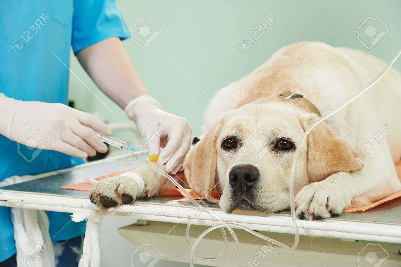 veterinary giving the vaccine to the ivory labrador dog in clinic - 27626466 veterinary giving the vaccine to the ivory labrador dog in clinic - 27626466
