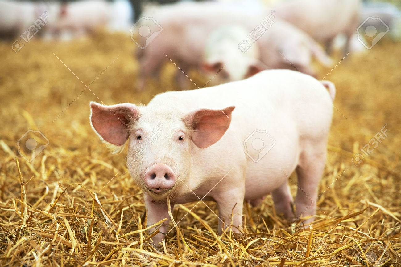 One young piglet on hay and straw at pig breeding farm - 50038110 One young piglet on hay and straw at pig breeding farm - 50038110