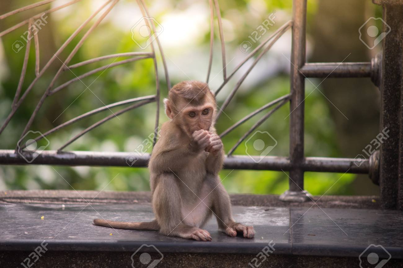monkey chair for babies