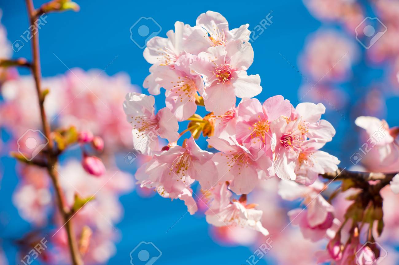 期間限定 半額以下 綺麗な花です Www Chanceauxsurchoisille Fr