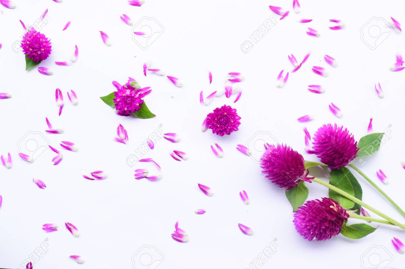 Plano De Fundo Dia Dos Namorados A Textura Do Teste Padrao De Flores Pode Usado Para O Azulejo Da Parede Do Papel De Parede Do Contexto Ou Da Pele Luxuoso Fotos Retratos