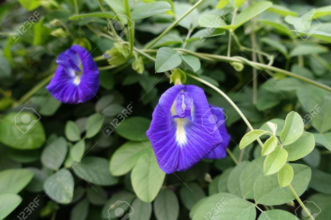 Butterfly Pea Blue Pea Flower Thai Herbs Stock Photo Picture And Royalty Free Image Image 56563965