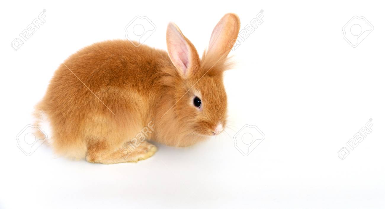 orange lionhead rabbit