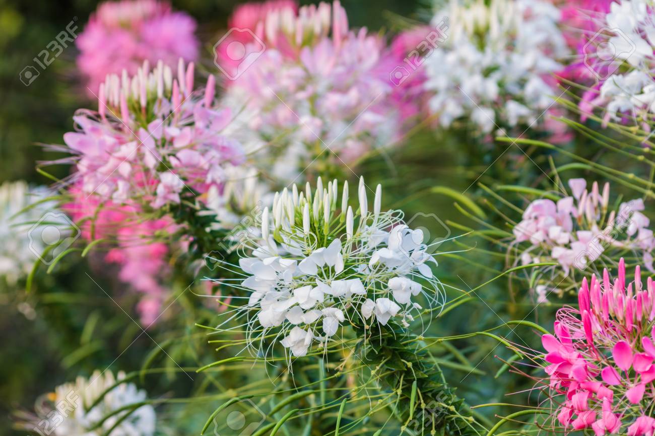 Fleur Daraignée Rose Et Blanche Cleome Hassleriana Dans Le Jardin Pour Lutilisation De Fond