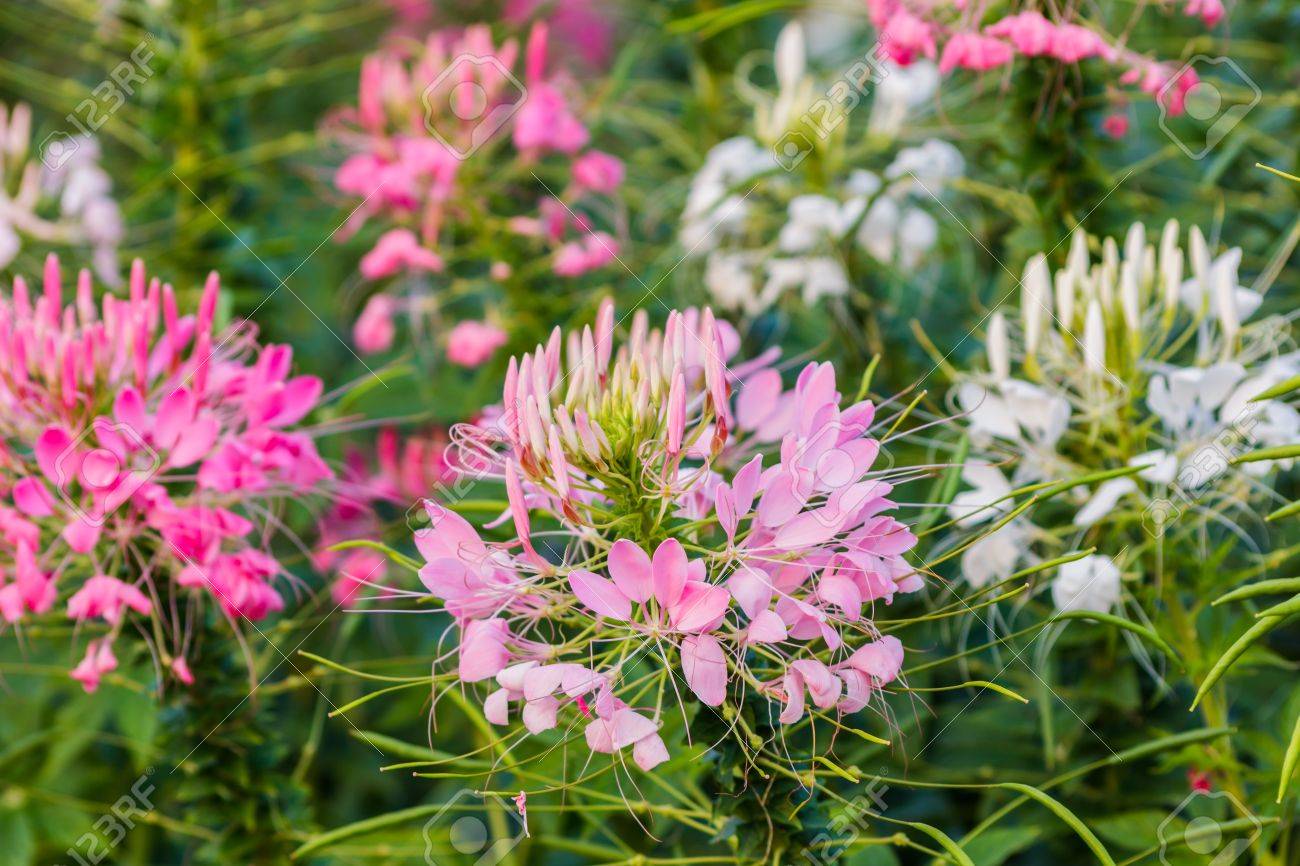 Fleur Rose Et Blanc Daraignée Cleome Hassleriana Dans Le Jardin Pour Une Utilisation De Base