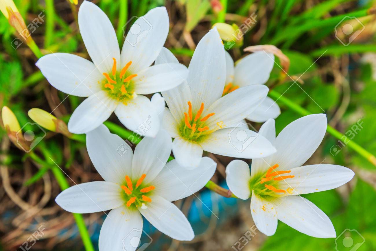 Zephyranthes Not Flowering