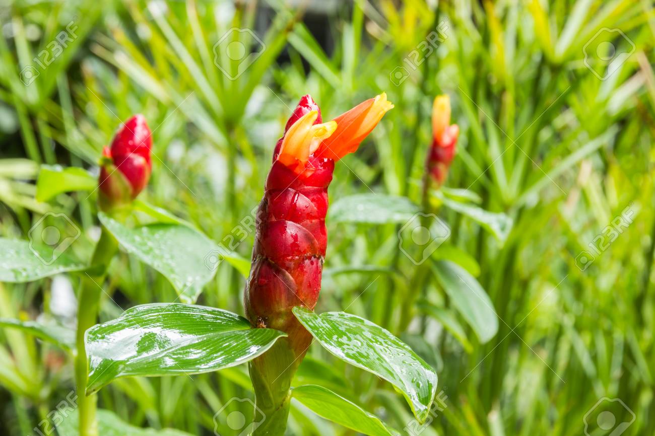 生姜の花 科学的な名前 コスタス アカネズミ または Cheilocostus アカネズミ 庭で の写真素材 画像素材 Image