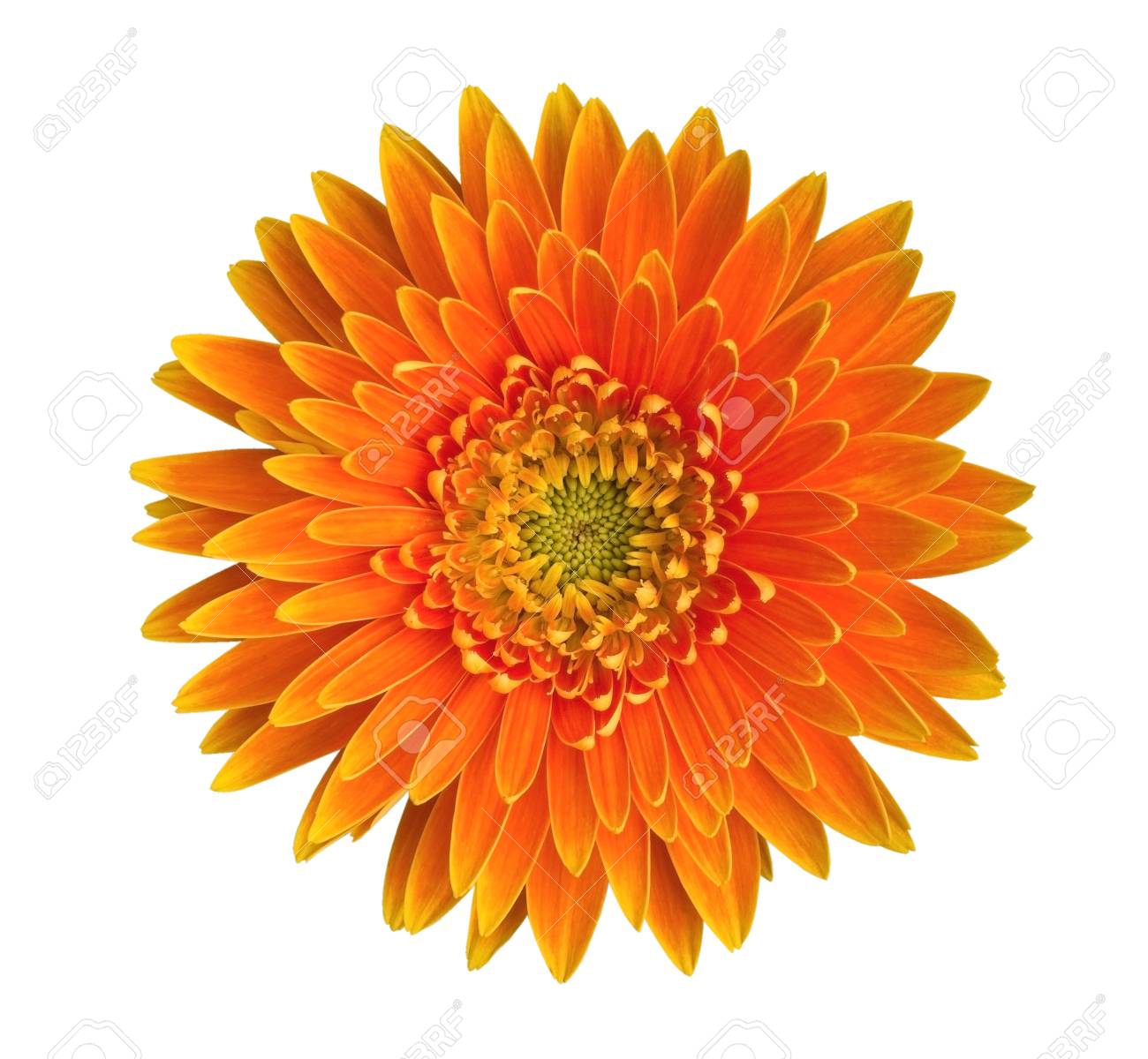 Flor De Margarida Laranja Gerbera Vista Superior Isolada No Fundo Branco Recorte O Caminho Incluido Fotos Retratos Imagenes Y Fotografia De Archivo Libres De Derecho Image 92196680