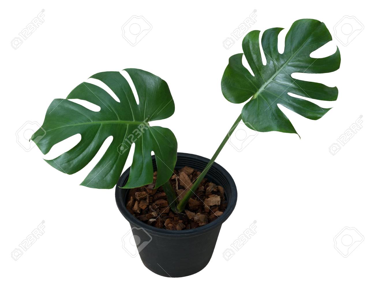 Green Leaves Monstera Plant In Black Plastic Pot Isolated On Stock Photo Picture And Royalty Free Image Image