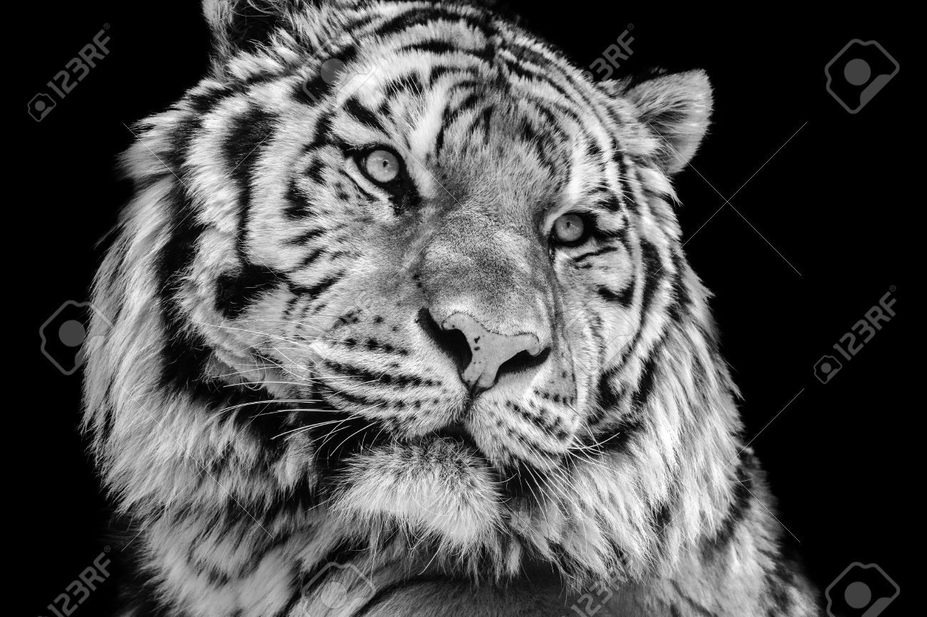 Powerful high contrast black and white tiger face