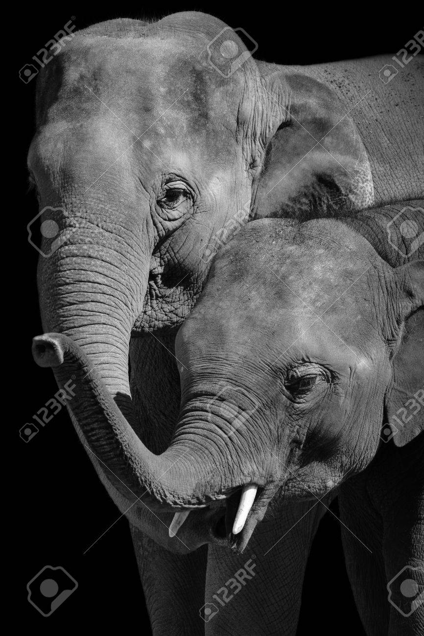 Looks - White and black baby elephant photography video to wear - White and black baby elephant photography video