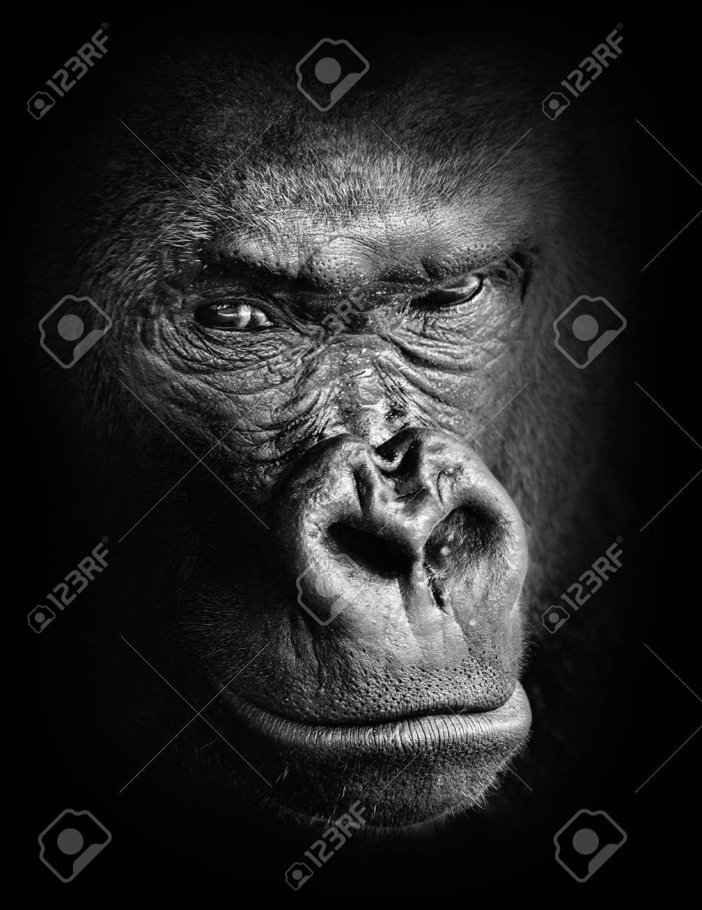 Black and white high contrast animal portrait of a pensive gorilla