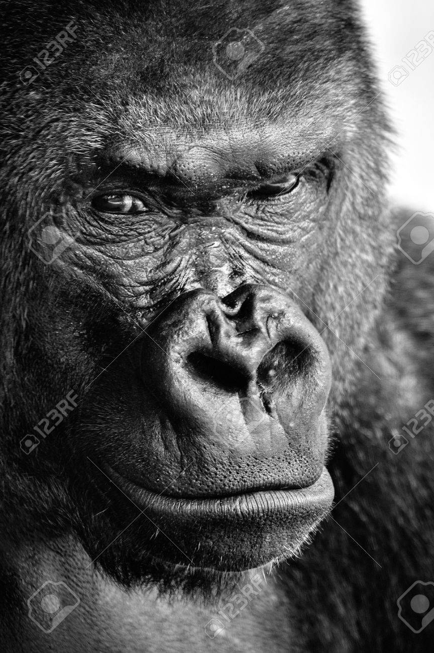 Black and white close up of a powerful gorilla face with a thoughtful stare stock