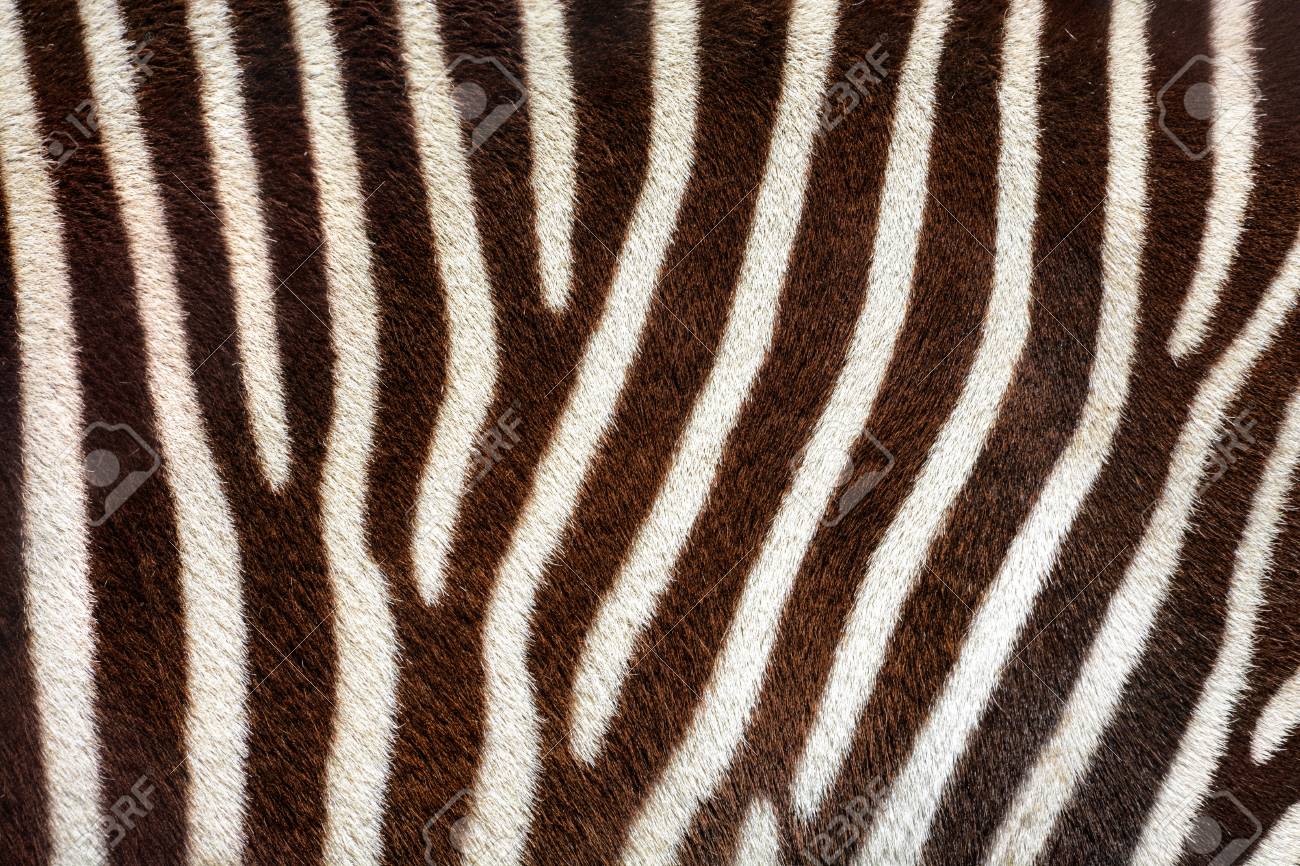 Real Zebra Stripes Background Texture From A Living Animal Stock Photo,  Picture and Royalty Free Image. Image 82339914.