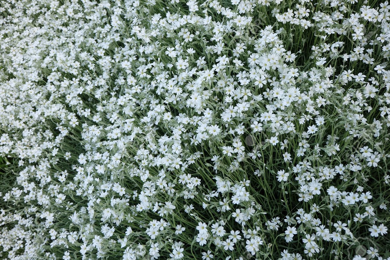 Viele Weisse Kleine Blumen In Draufsicht Auf Wiese Lizenzfreie Fotos Bilder Und Stock Fotografie Image 40270689