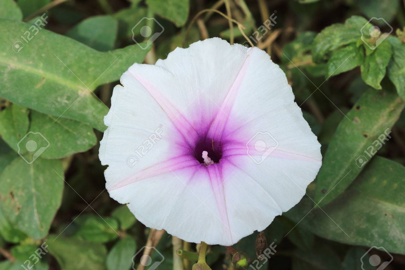朝顔の白い花が咲いています の写真素材 画像素材 Image