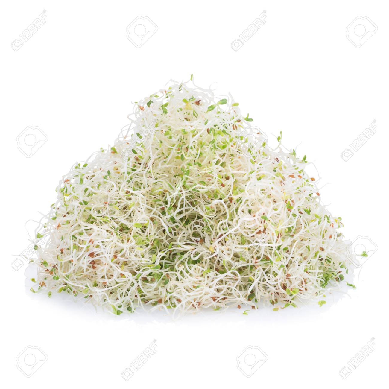 白い背景に発芽アルファルファ種子 の写真素材 画像素材 Image