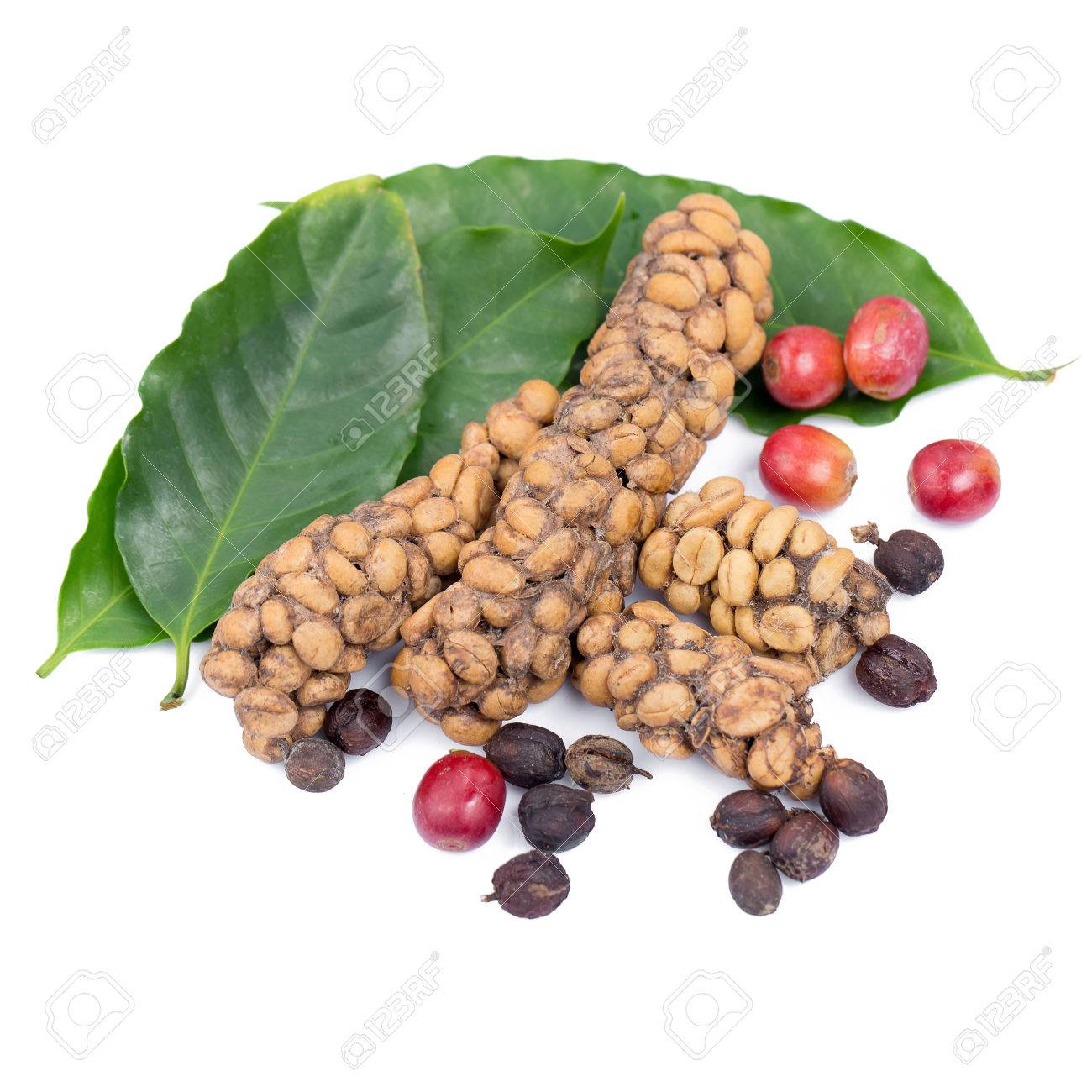 kopi luwak or civet coffee coffee beans excreted by the civet