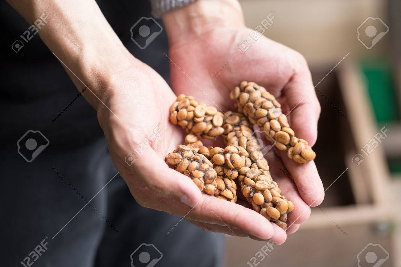 kopi luwak or civet coffee coffee beans excreted by the civet