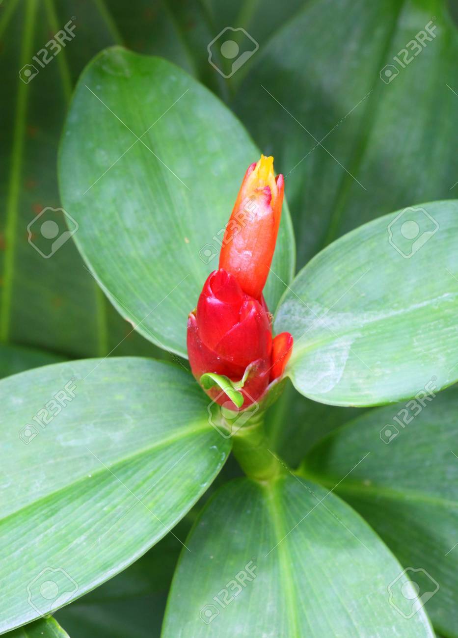 The Costus Speciosus Smith Is Blooming In The Forest Stock Photo Picture And Royalty Free Image Image
