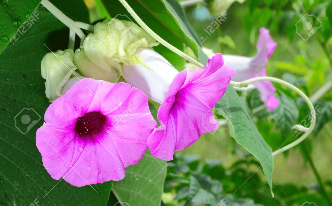 The portrait of Woolly Morning Glory or Silver Elephant Creeper are blooming - 14957646 The portrait of Woolly Morning Glory or Silver Elephant Creeper are blooming - 14957646