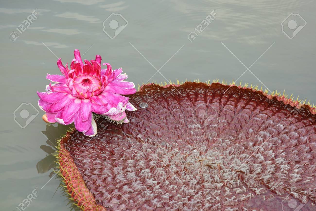 The close up of Victoria waterlily - the largest water lily in the world - 15089974 The close up of Victoria waterlily - the largest water lily in the world - 15089974