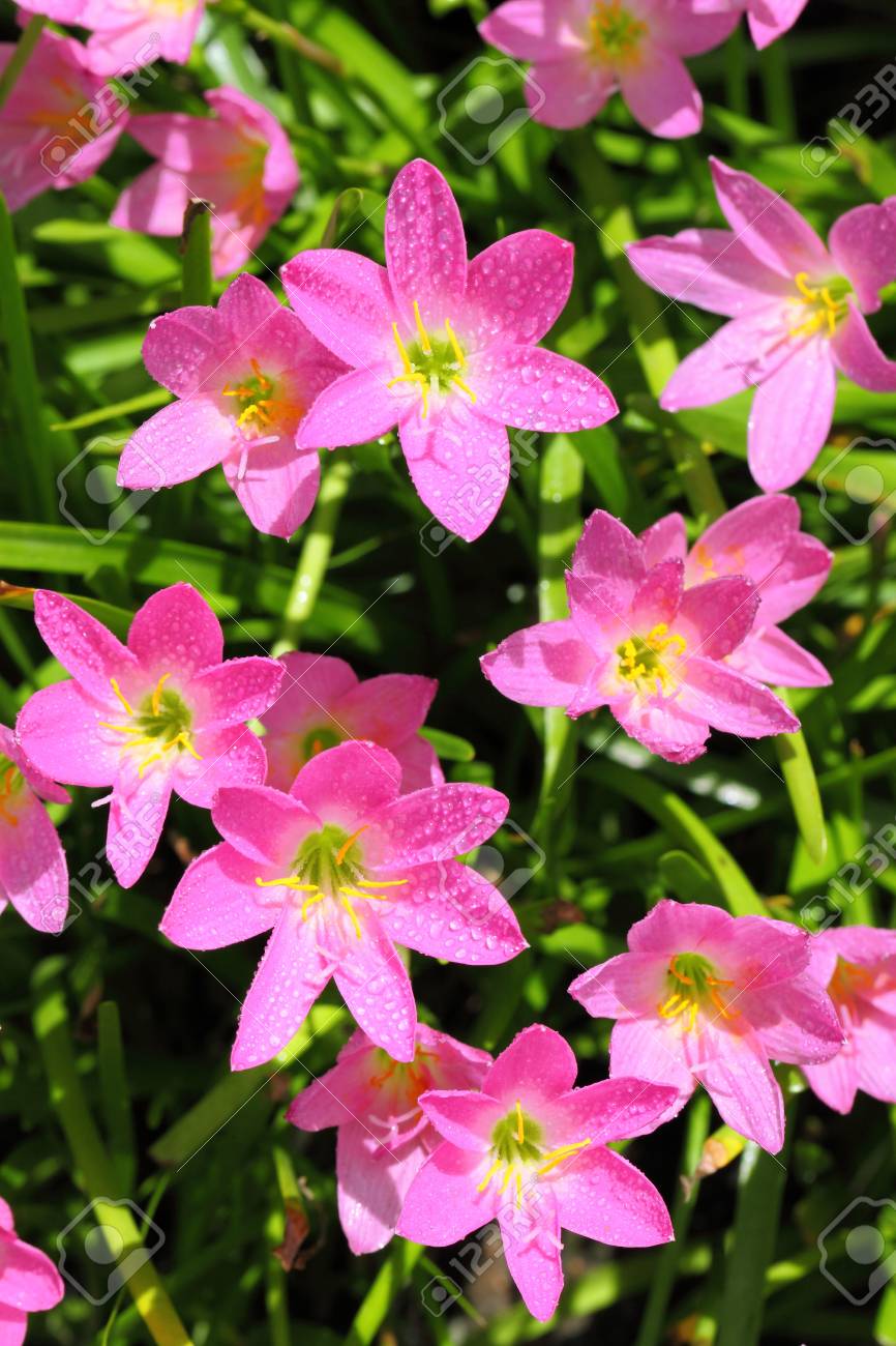 雨の後雨ユリやゼフィランサス属の花 の写真素材 画像素材 Image