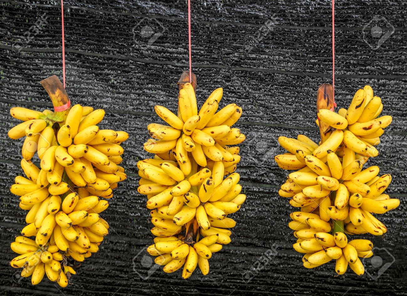 Pisang Mas バナナまたはムーサ グループ Quot Kluai Khai Quot は タイのバナナ の写真素材 画像素材 Image