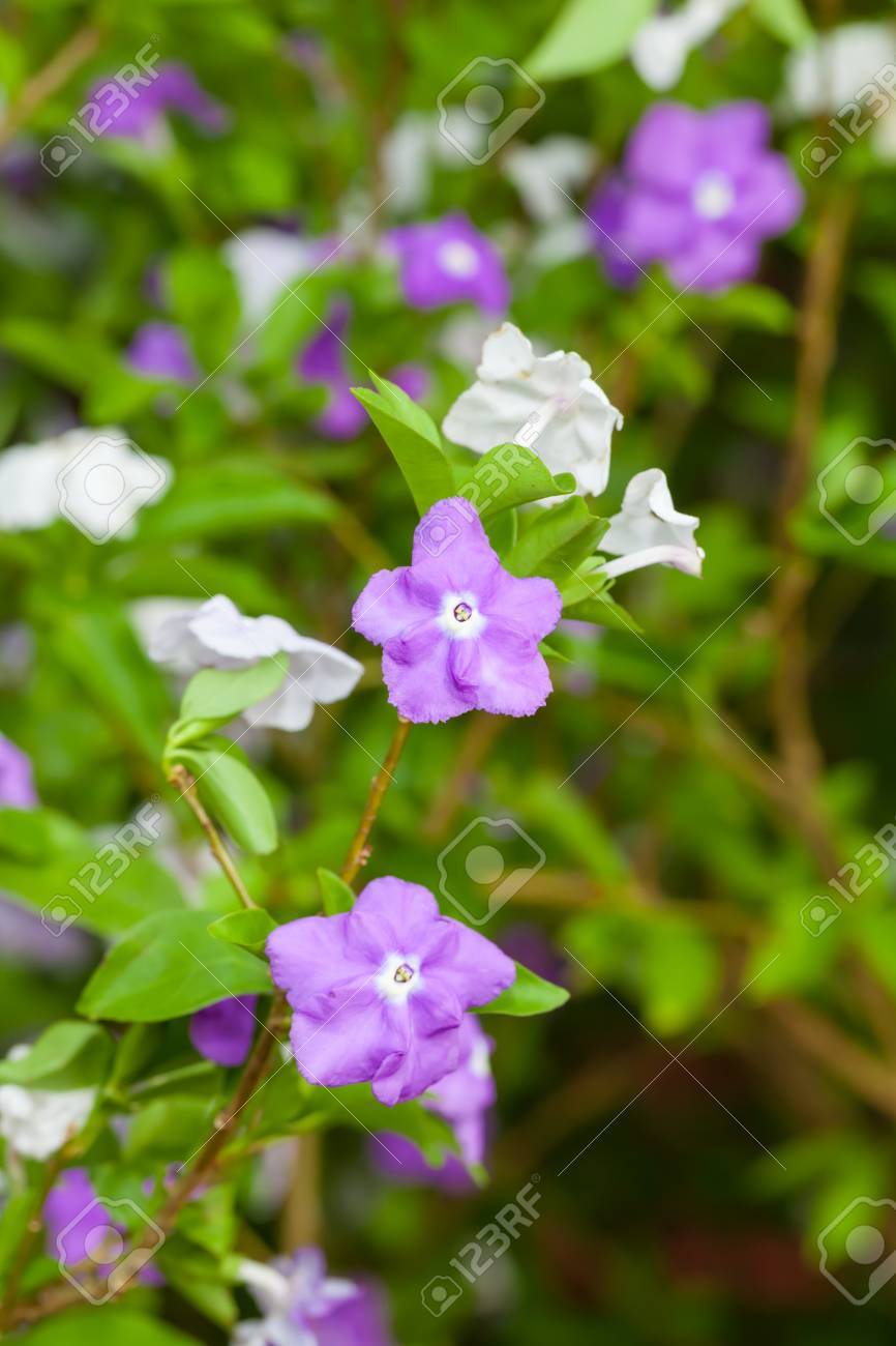 The Yesterday Today and Tomorrow flower or Brunfelsia americana L - 16824162 The Yesterday Today and Tomorrow flower or Brunfelsia americana L - 16824162