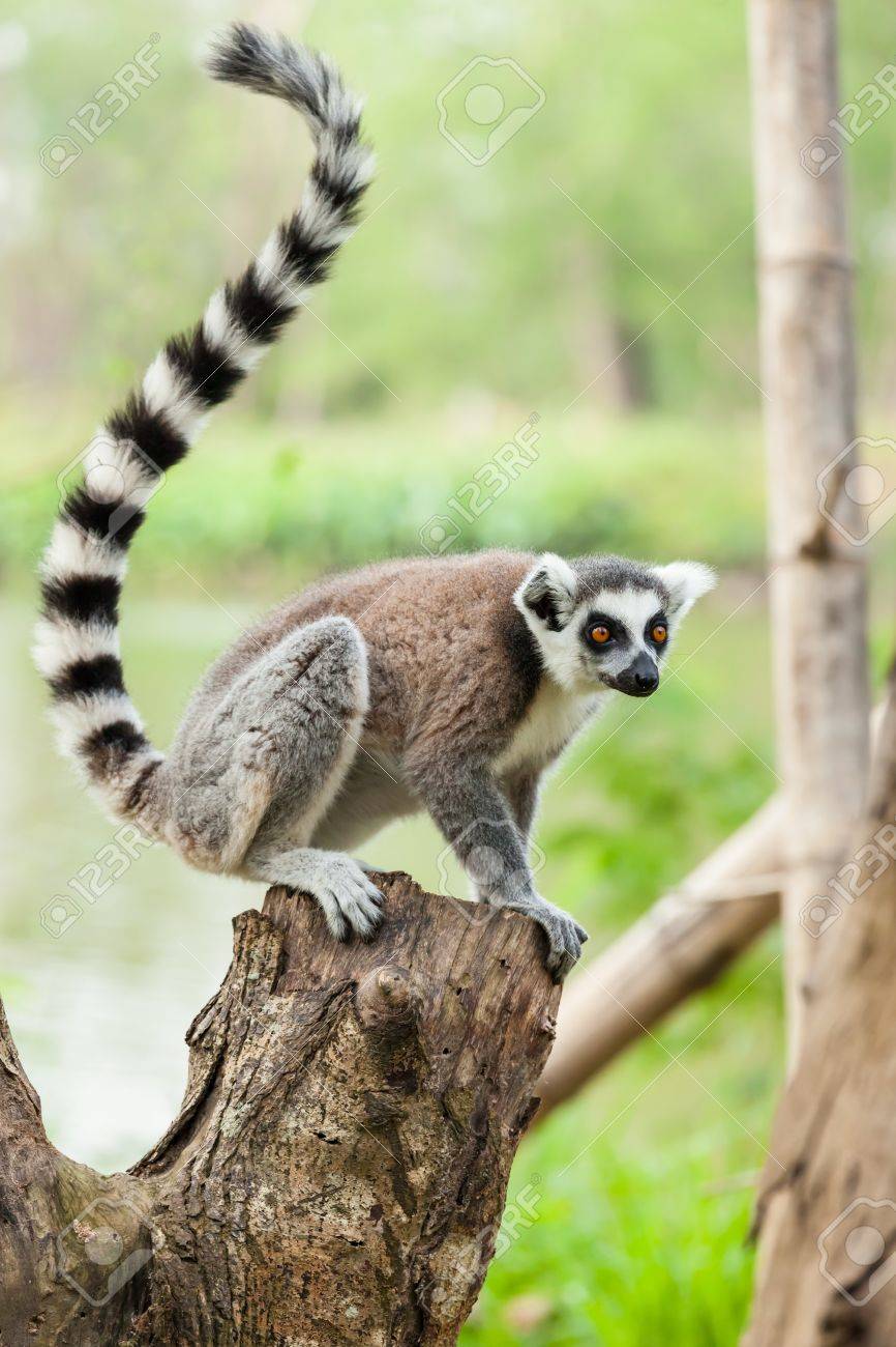 The portrait of Lemur Lemuriformes on the tree - 17751179 The portrait of Lemur Lemuriformes on the tree - 17751179