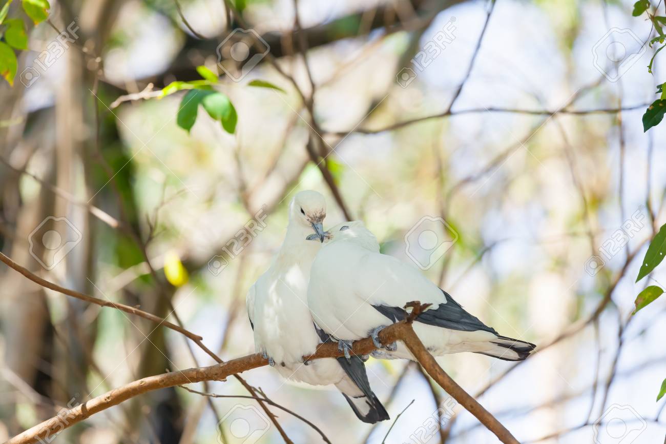 甘いピエ帝国鳩鳥は木に一緒に寝る の写真素材 画像素材 Image