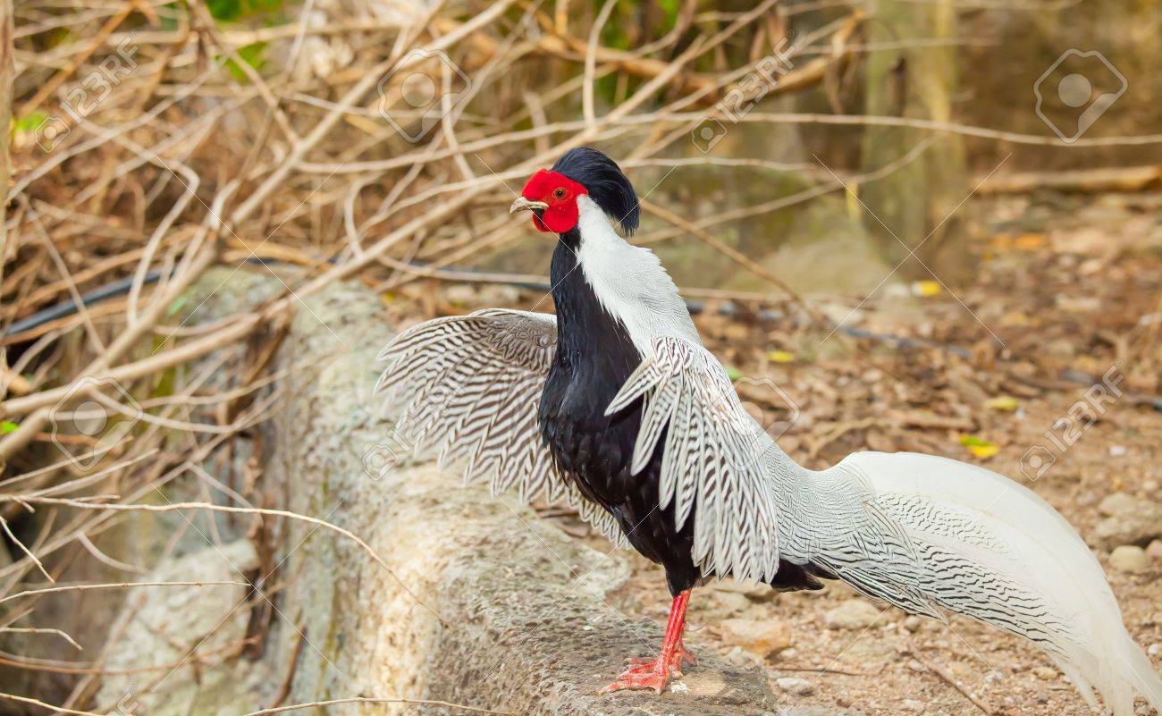 The Silver pheasant Lophura nycthemera bird spread her wings quickly in nature - 18439984 The Silver pheasant Lophura nycthemera bird spread her wings quickly in nature - 18439984