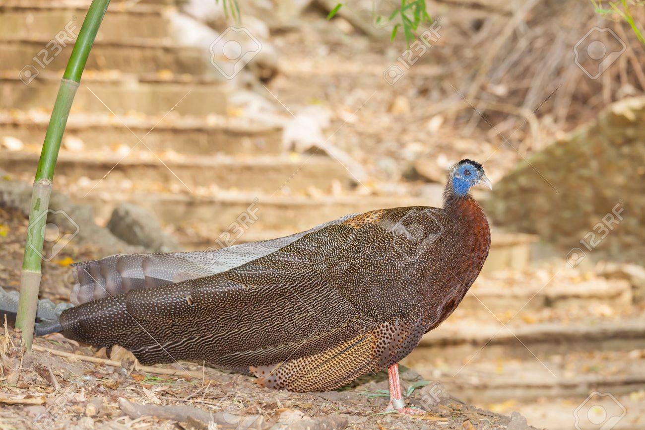 The portrait of male Great Argus Argusianus argus bird - 18439985 The portrait of male Great Argus Argusianus argus bird - 18439985