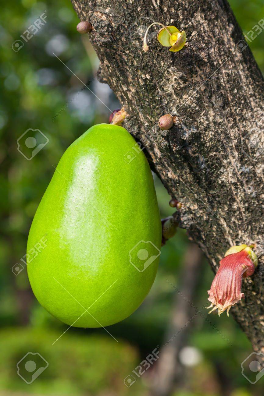 50 瓢箪 木 最高の花の画像