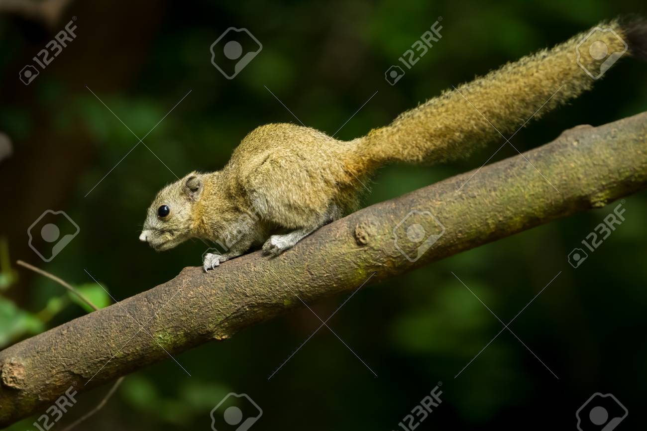 タイの森で野生のリス の写真素材 画像素材 Image