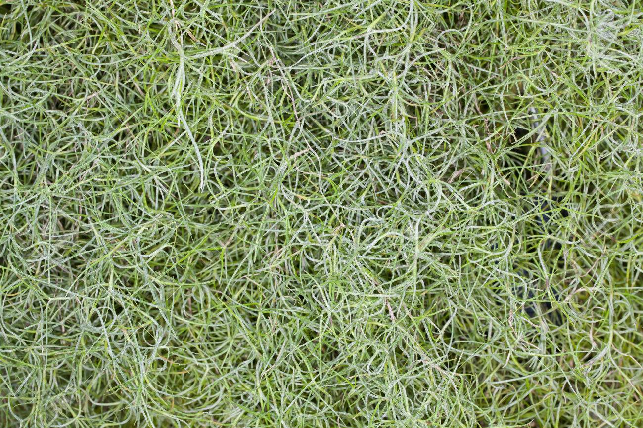 Full Frame Of Spanish Moss Tillansia Usenoides L For Background And Texture  Use Stock Photo, Picture And Royalty Free Image. Image 24420329.