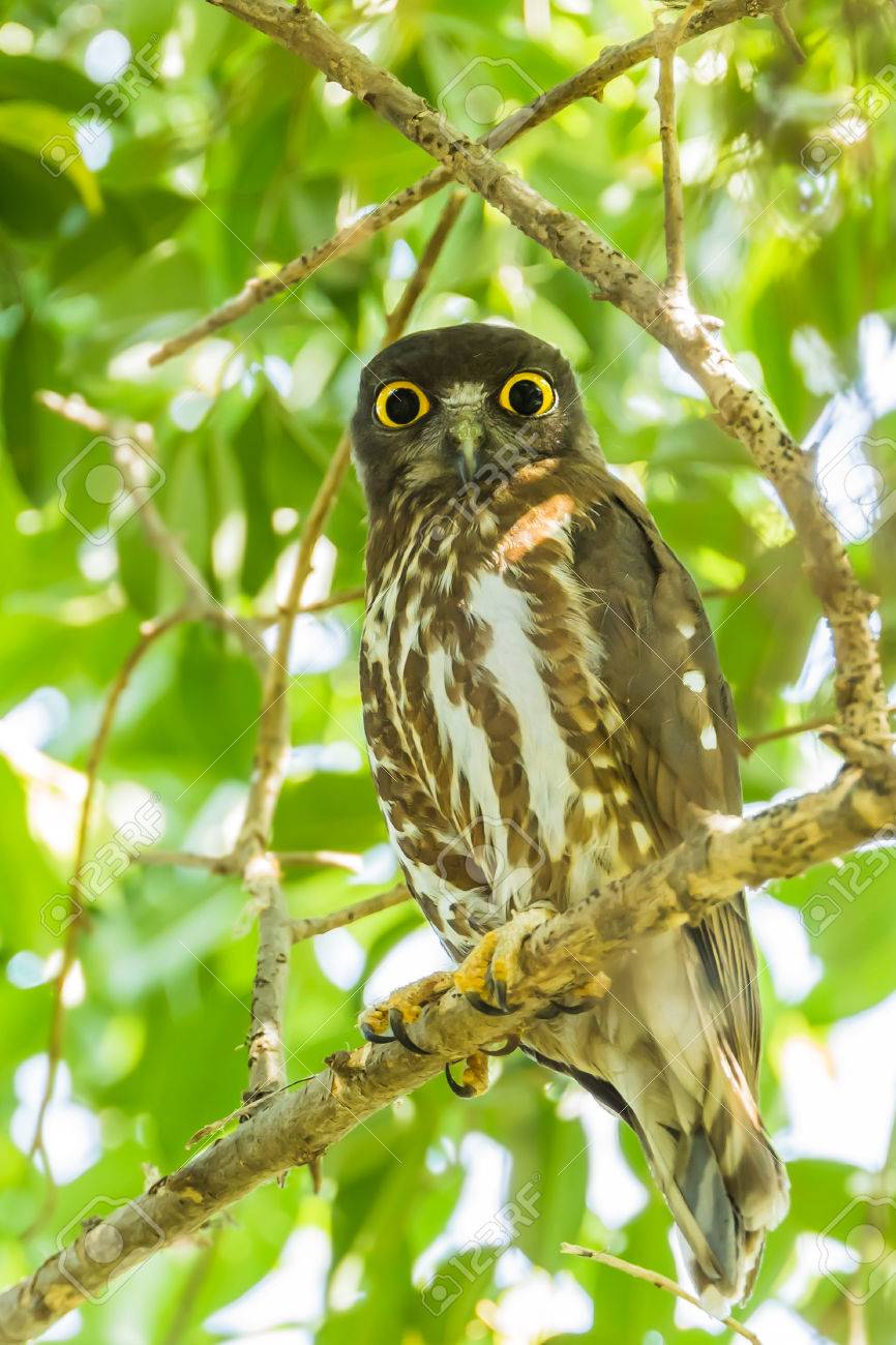 Northern Boobook Ninox japonica stair at us in nature - 25105935 Northern Boobook Ninox japonica stair at us in nature - 25105935