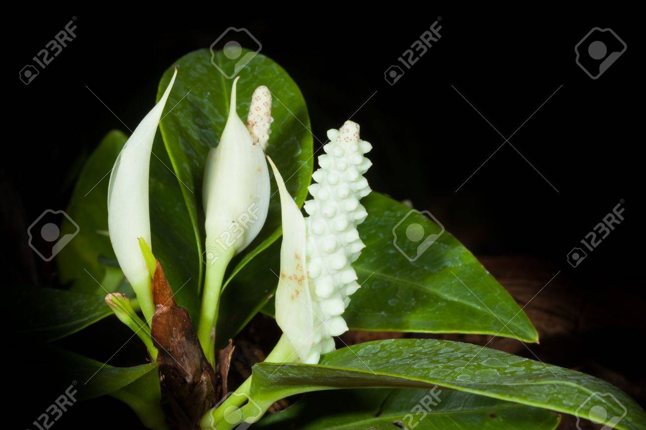 TÌNH YÊU CÂY CỎ ĐV.3 - Page 44 27325286-pigmy-anthurium-flower-anthurium-scandens