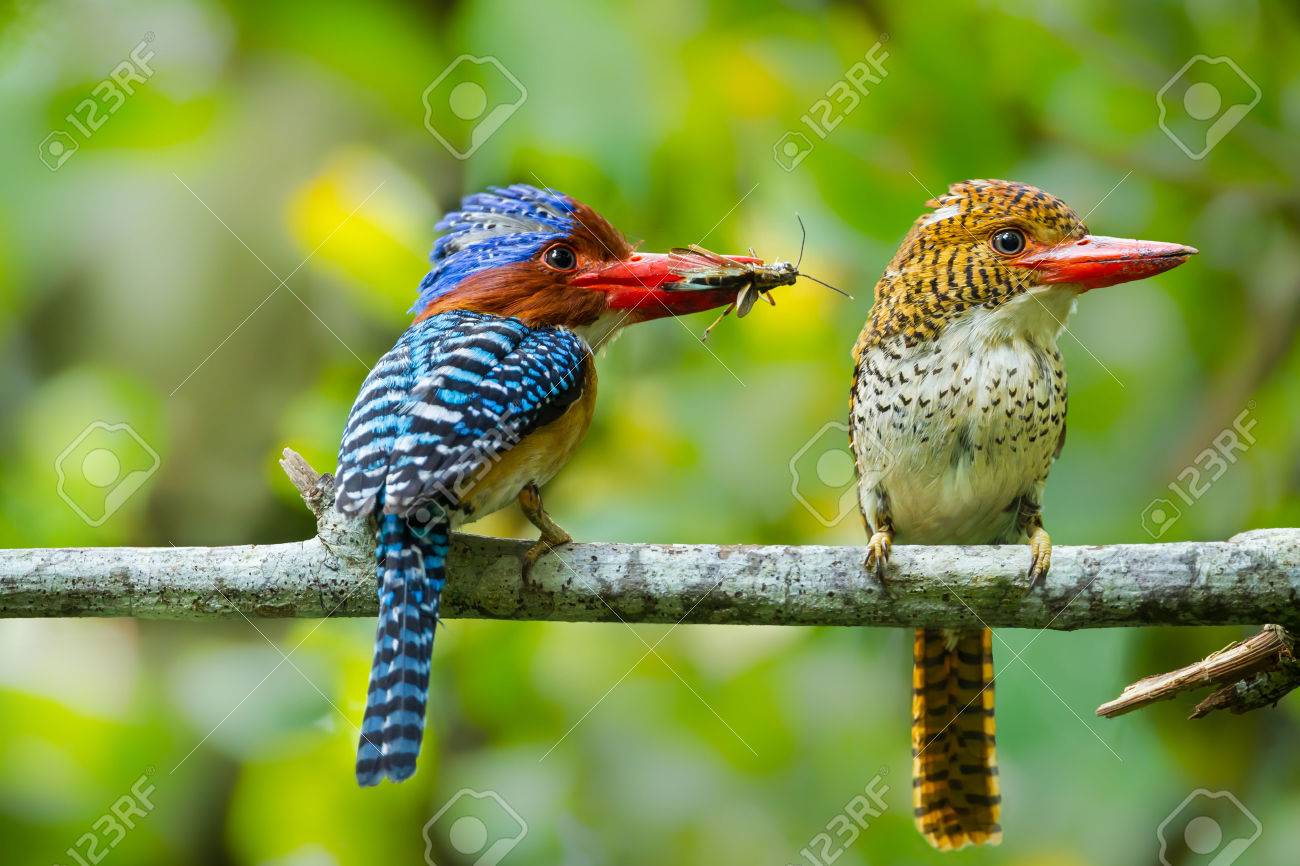 Couple of love of Banded Kingfisher Lacedo pulchella with cicada in his mount at Khao Yai National park, Thailand - 30491705 Couple of love of Banded Kingfisher Lacedo pulchella with cicada in his mount at Khao Yai National park, Thailand - 30491705