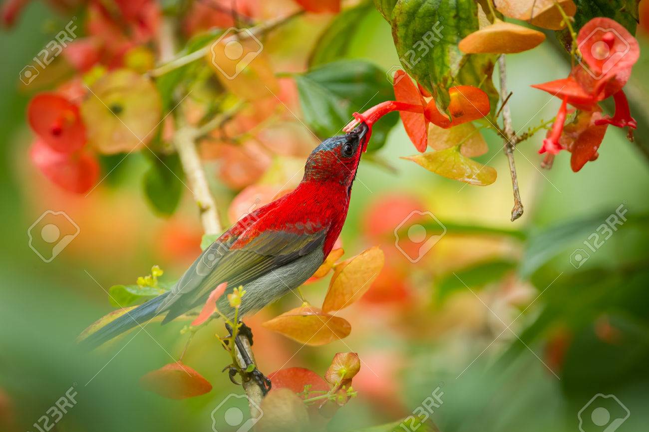 Crimson Sunbird (Aethopyga siparaja) sucking the flower in nature at Kitchakoot mountain national park,Thailand - 31906369 Crimson Sunbird (Aethopyga siparaja) sucking the flower in nature at Kitchakoot mountain national park,Thailand - 31906369