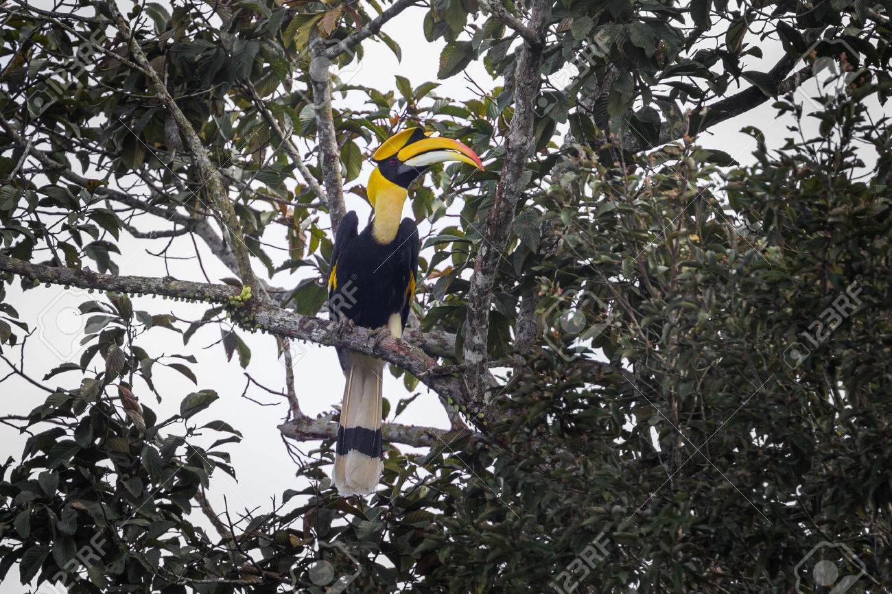オオサイチョウ サイチョウ属 Bicornis タイのカオヤイ国立公園で自然の中 の写真素材 画像素材 Image