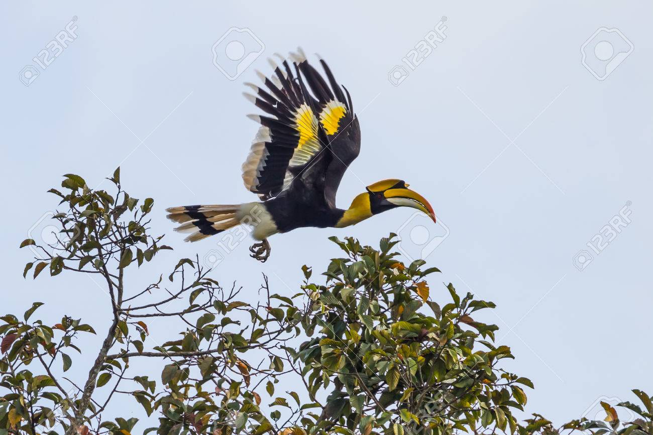 オオサイチョウ サイチョウ属 Bicornis タイのカオヤイ国立公園で自然に飛んで の写真素材 画像素材 Image