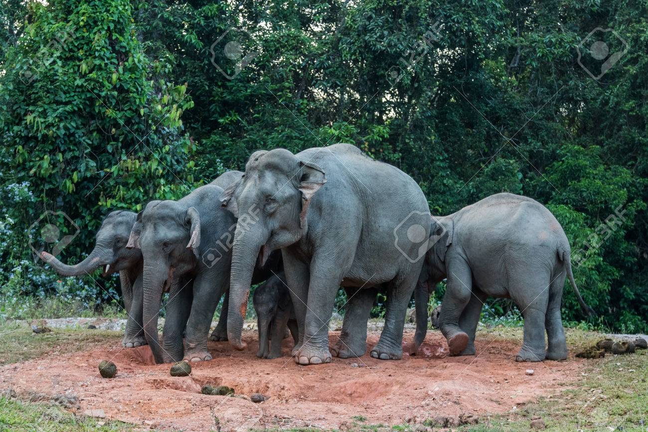 wildlife salt lick Ass fucken teens